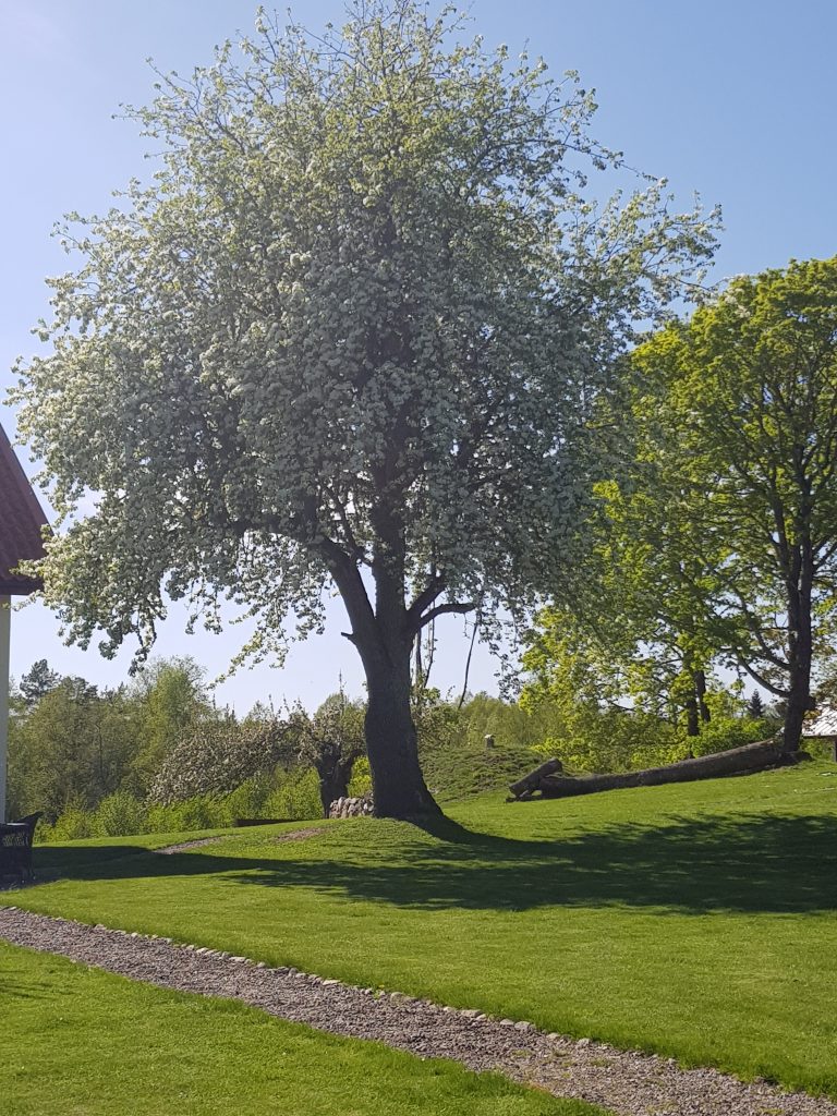 Kulturarv - päronträdet i vår trädgård finns med i Länsstyrelsens karläggning över grova träd i länet.