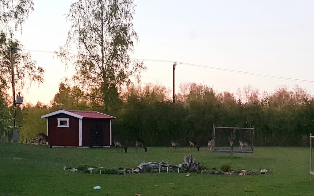 Sommarbild från vår trädgård med betande hjortar.