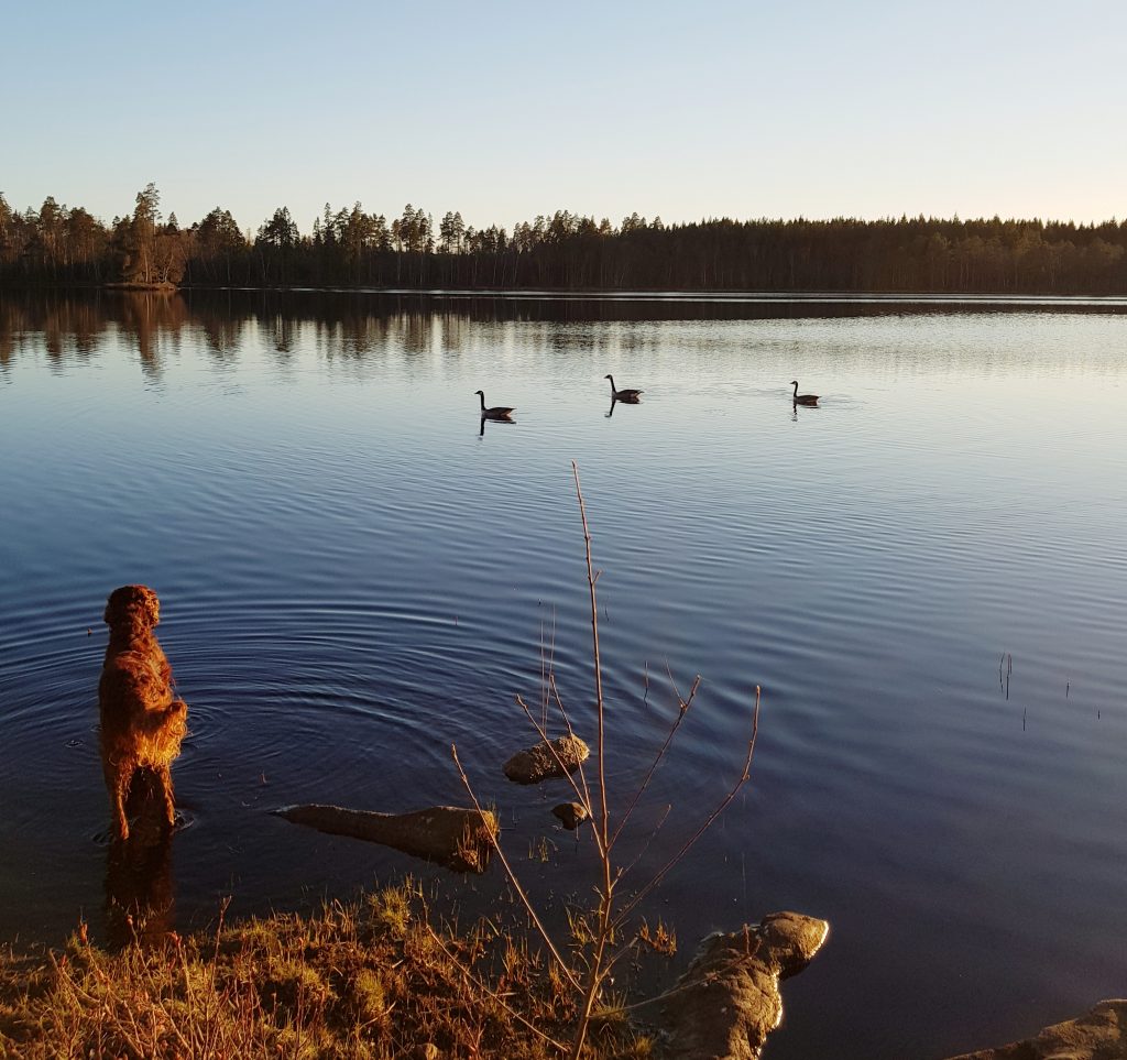 Kanadagässen har återvänt till Holmsjön april 2019.